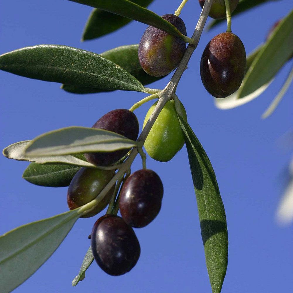 Oliva Leccino