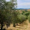 L'oliveto del Podere Il Poggino