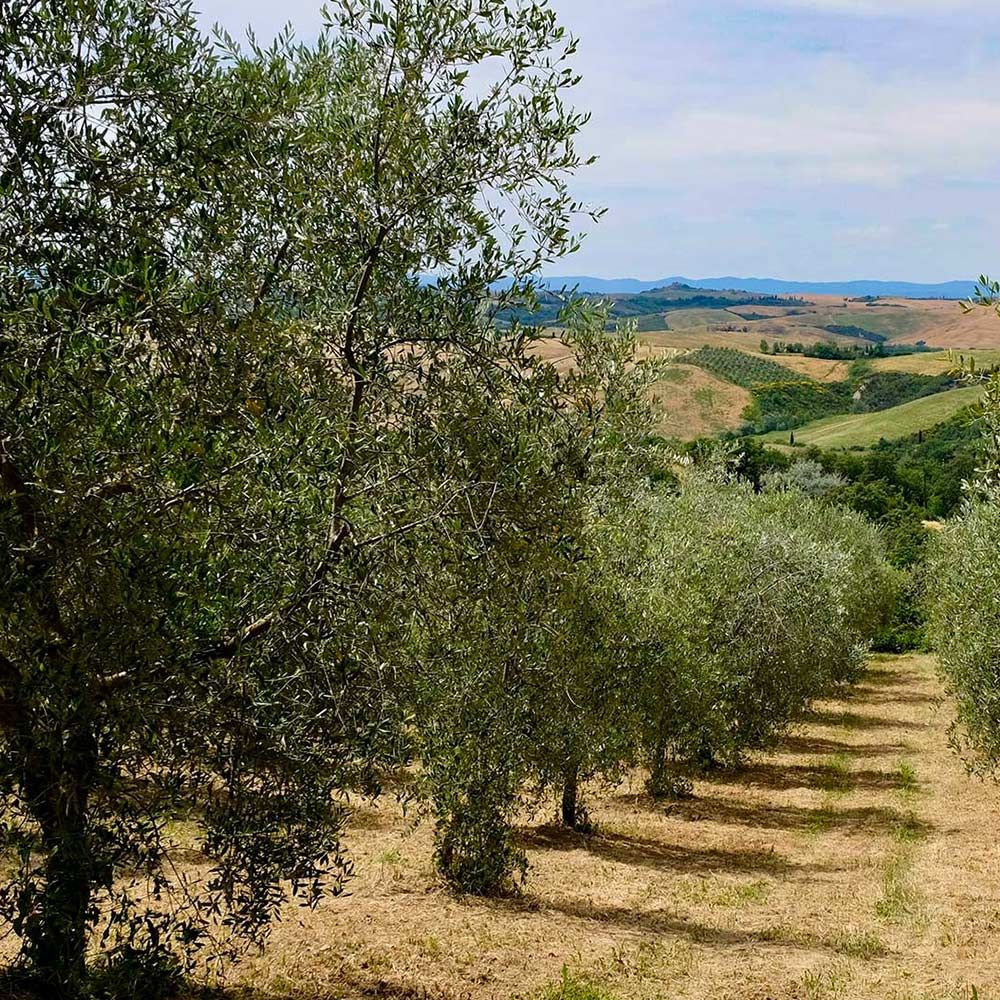 L'oliveto del Podere Il Poggino