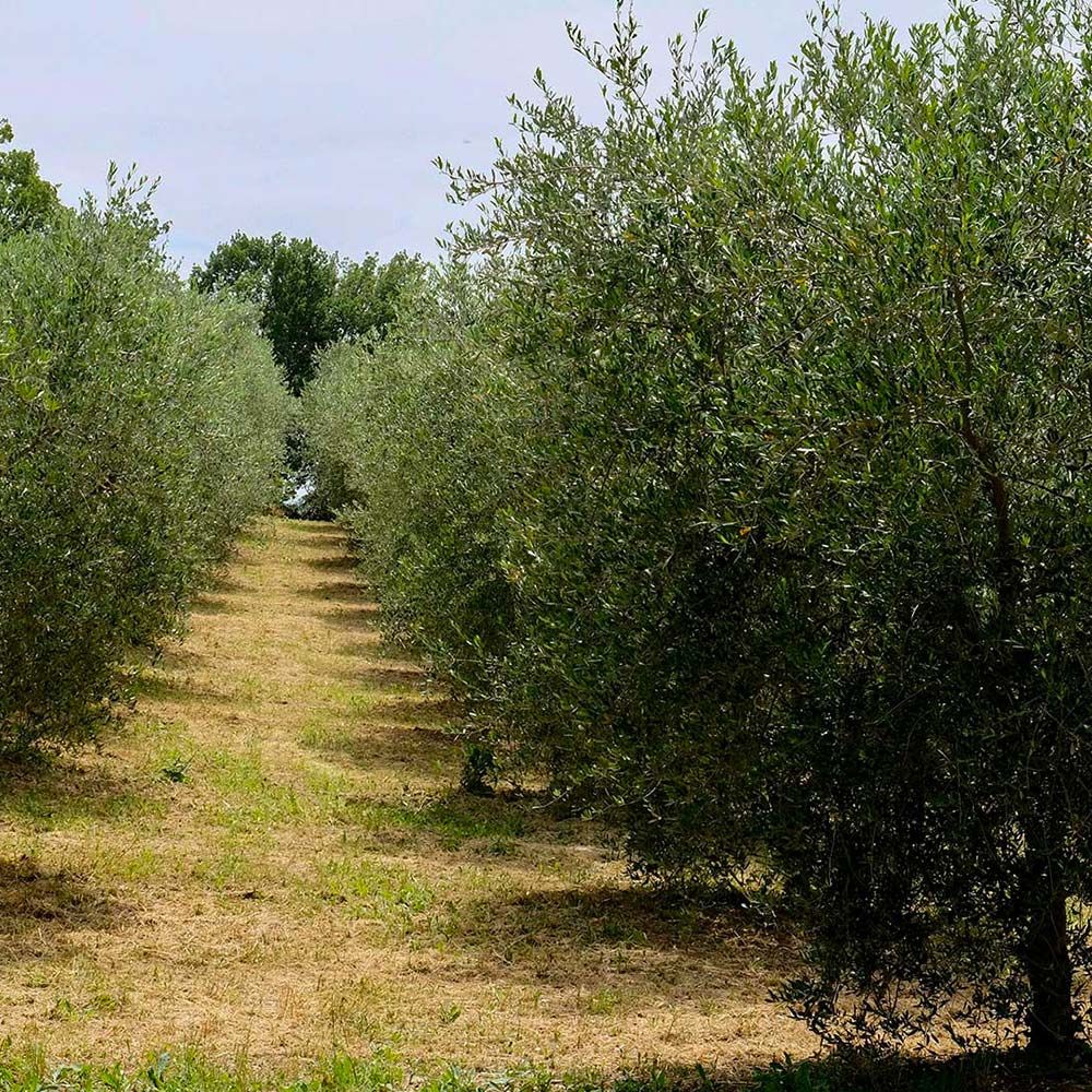 L'oliveto del Podere Il Poggino