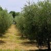 L'oliveto del Podere Il Poggino