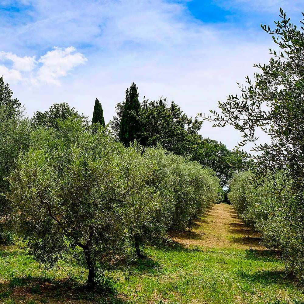 L'oliveto del Podere Il Poggino