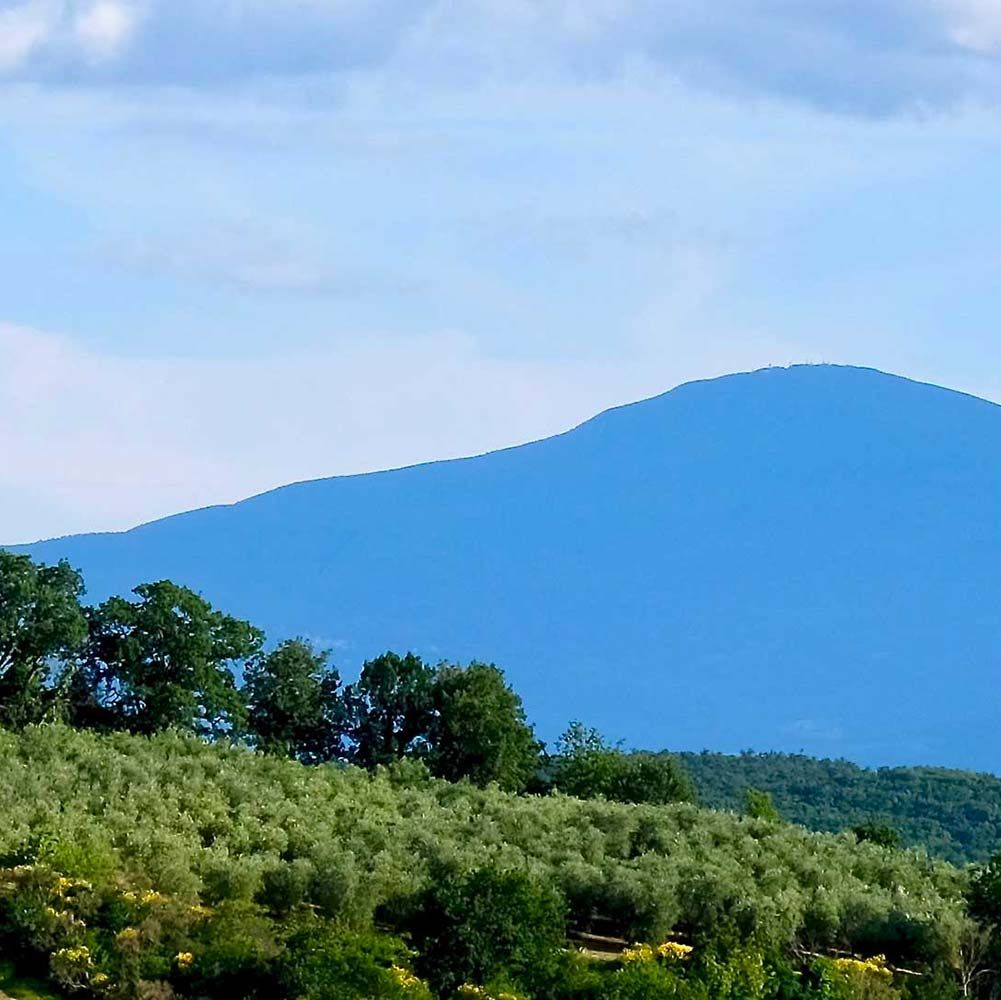 L'oliveto del Podere Il Poggino