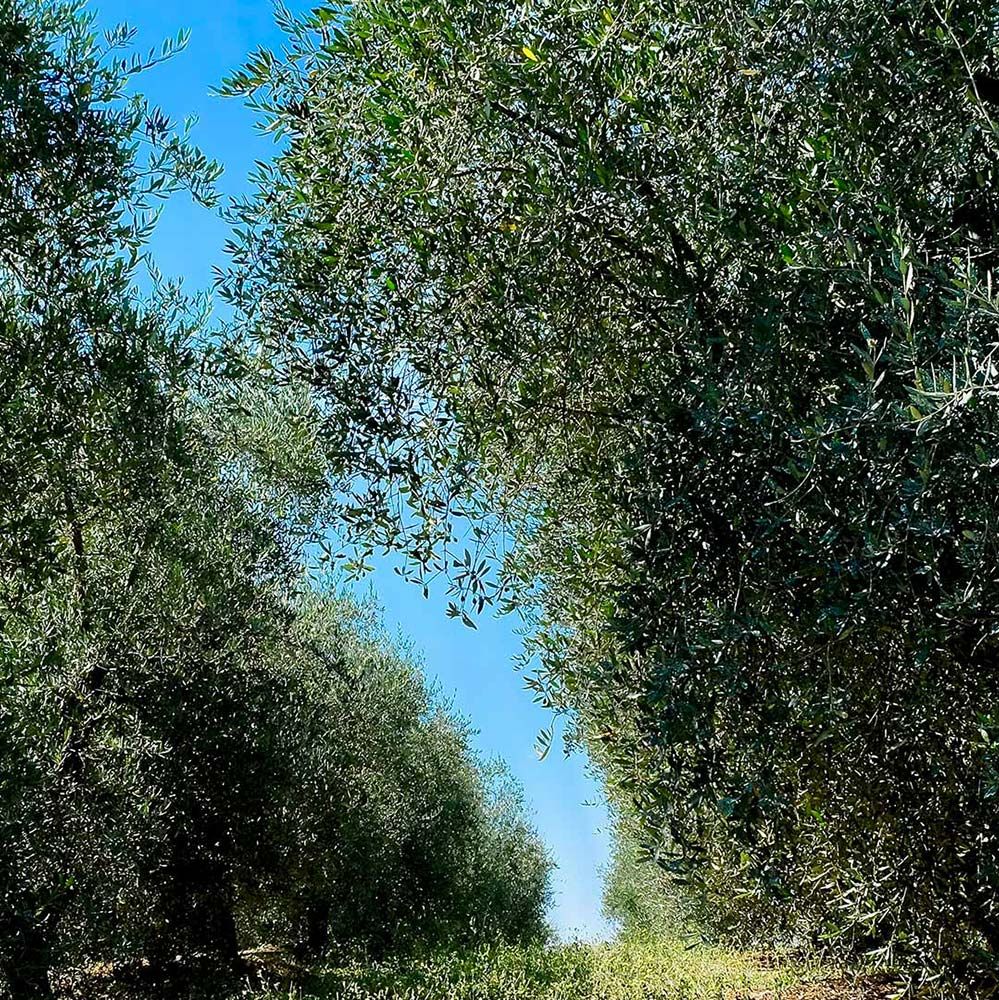 L'oliveto del Podere Il Poggino