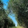 L'oliveto del Podere Il Poggino