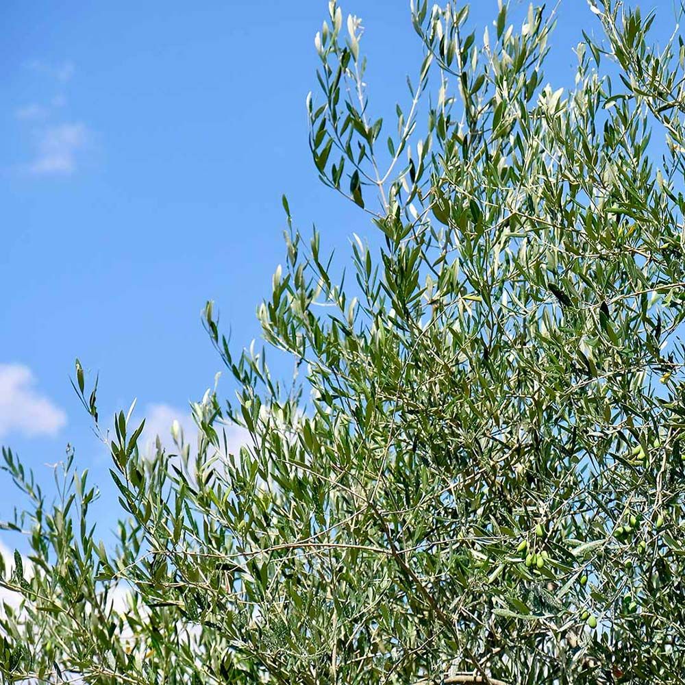 L'oliveto del Podere Il Poggino