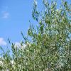 L'oliveto del Podere Il Poggino