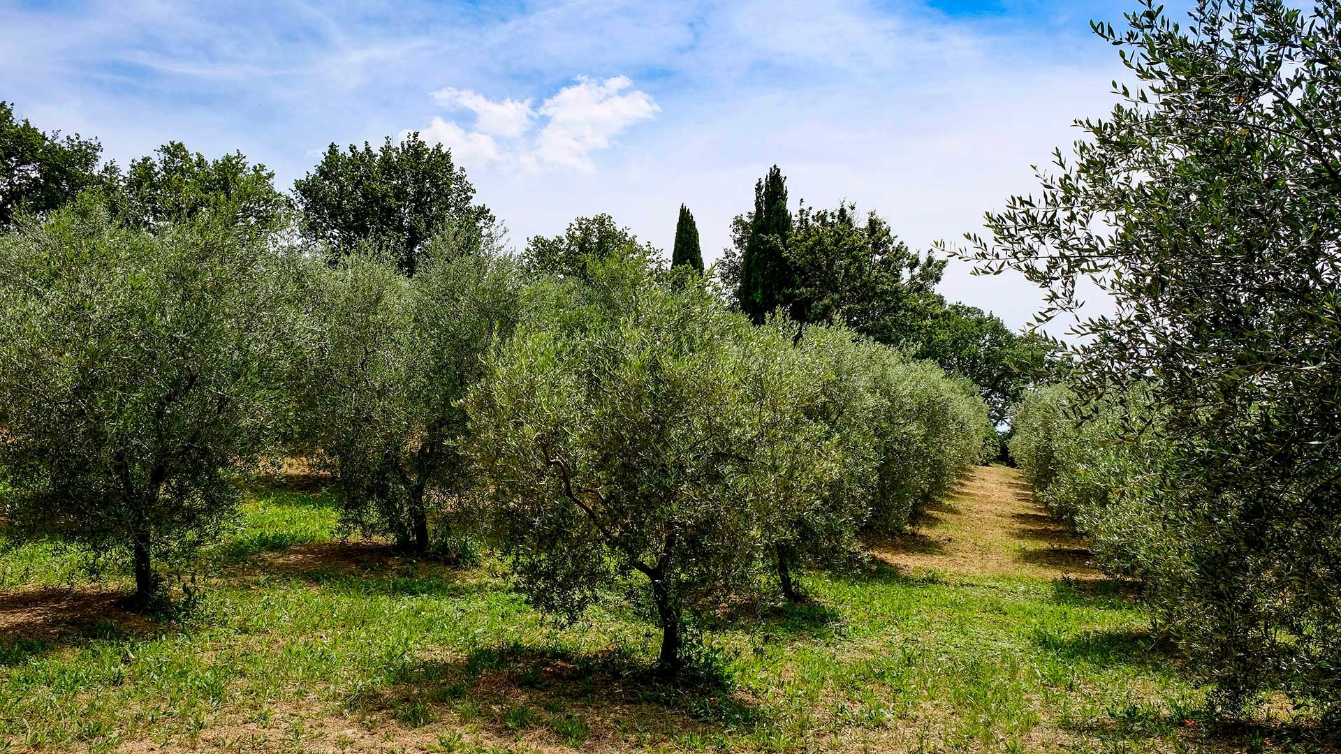 Oliveto Podere Il Poggino