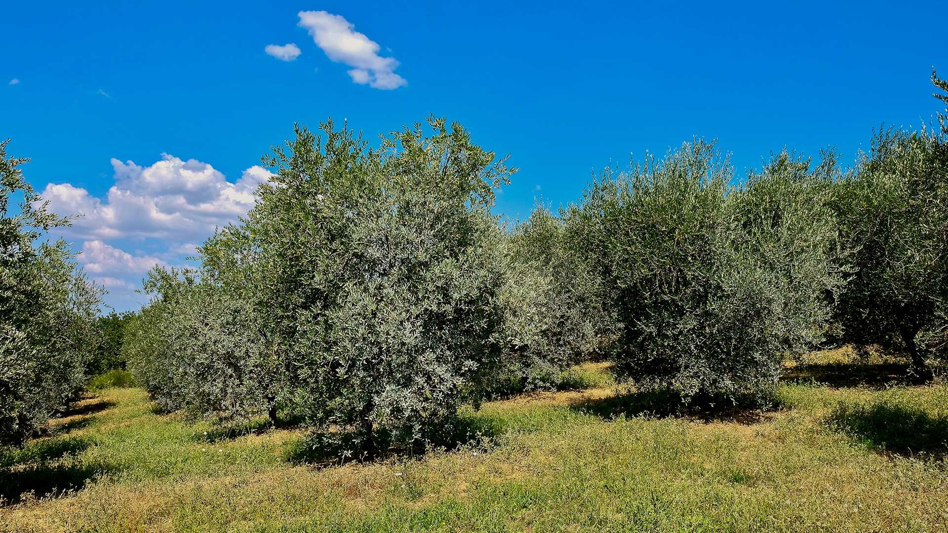 Oliveto Podere Il Poggino