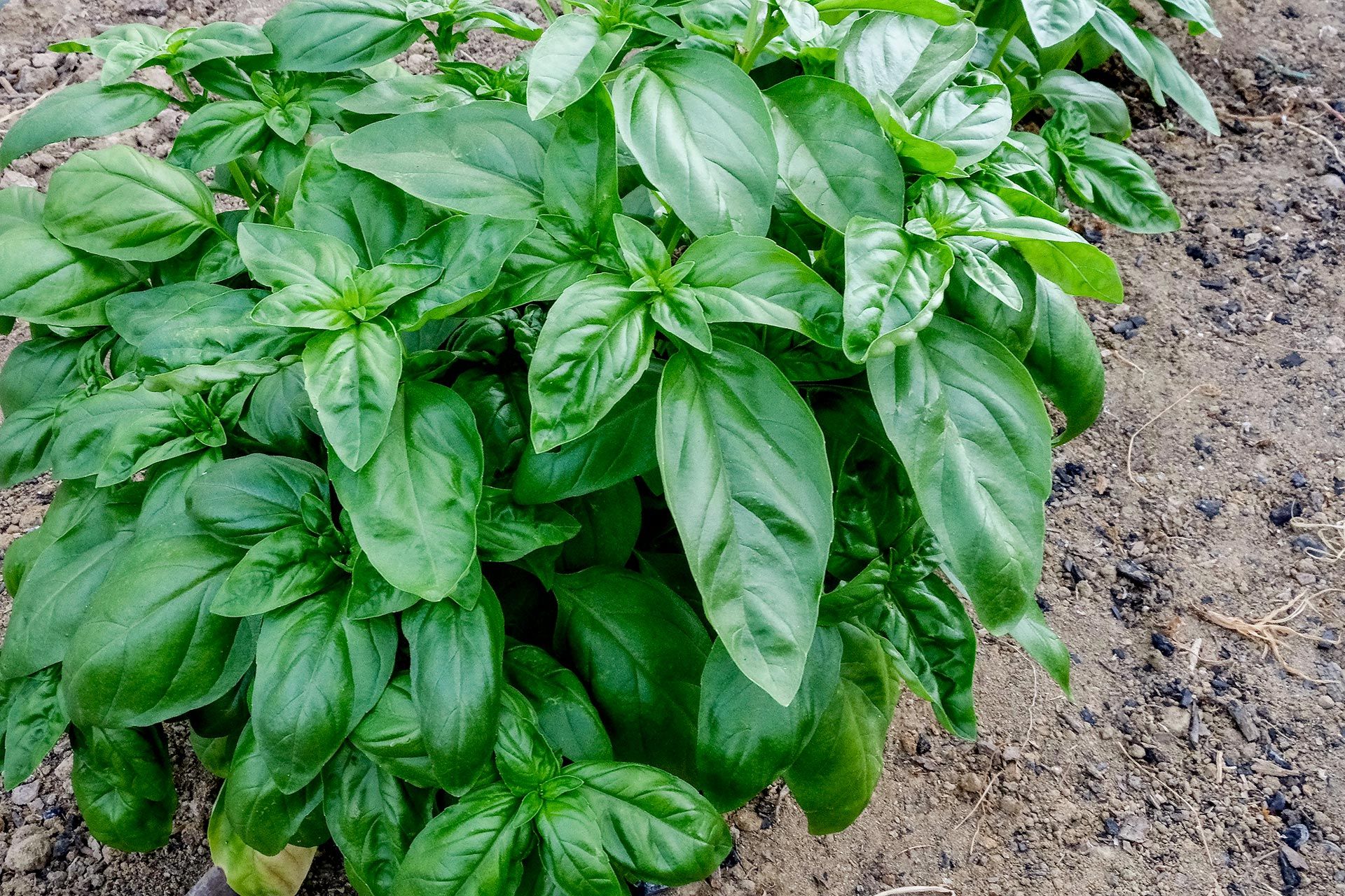 Pesto alla siciliana