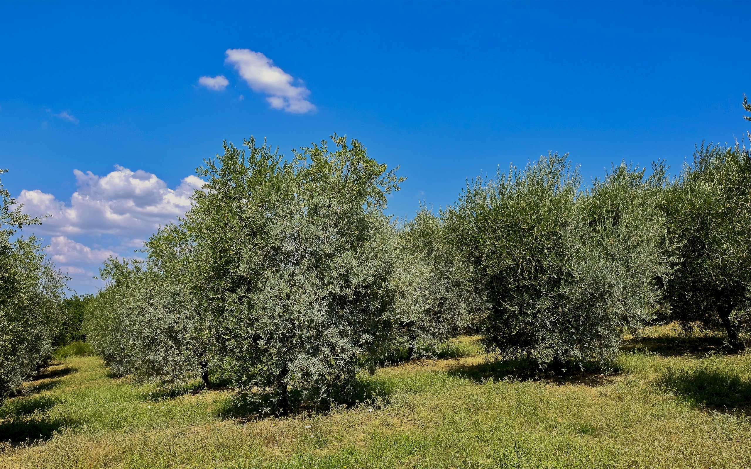 Podere Il Poggino